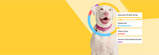White dog in a pink collar with Embark dog DNA test breed identification results and a breed composition ring