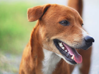 Tips for Brushing Your Dog’s Teeth