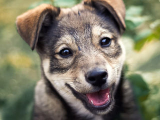 15 Surprising Facts About Dogs