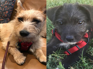 Why Human & Dog Siblings Have Different DNA