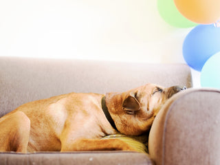 Four Fantastic Ways to Celebrate National Dog Day