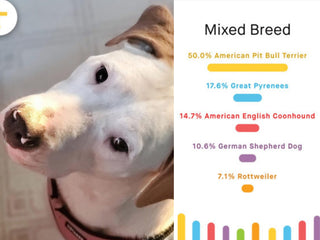 Shelter Spotlight: Our Pack Animal Rescue Inc.,
