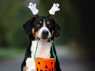 Wagoween: Conquering Common Dog Fears