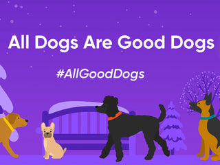 What’s Your Dog’s Holiday Routine?