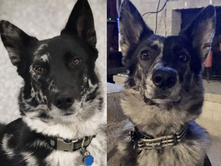 Fur Mom Learns Foster and Newly Adopted Pup Are Related