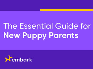6 Tips for Taking Care of Your New Puppy
