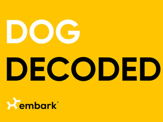 Dog Decoded: The Shaggy Poodle Mix