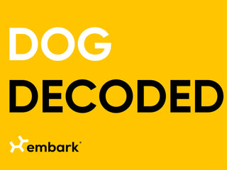 Dog Decoded: The Shaggy Poodle Mix