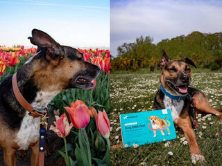 Bentley’s Breed Reveal