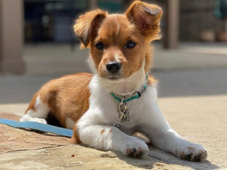 Taco’s Embark Journey