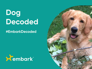 Bernyk’s Breed Reveal