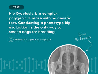 Canine Hip Dysplasia Testing Explained