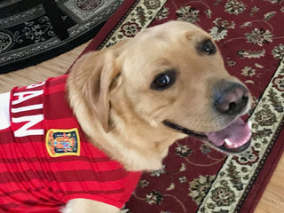 Embark Identifies Rare Mutation in Labrador Retriever