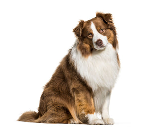 Genetic Health Testing for Australian Shepherds