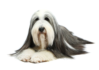 How Testing for 270+ Genetic Conditions Helps Purebred Dogs