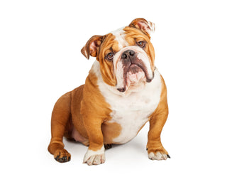 Genetic Health Testing for Bulldogs