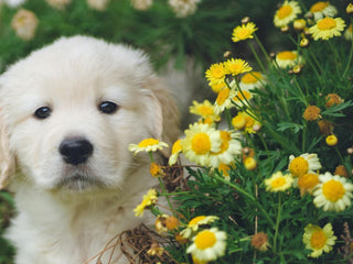 Signs of Allergies in Dogs: Types and What to Look For