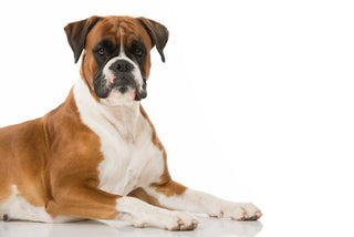 Genetic Health Testing for Boxers