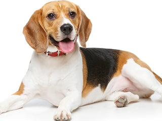 A Guide to Beagles