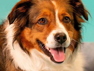 6 Ways to Celebrate National Pet Month