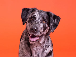Genes Behind The Coolest Canine Traits