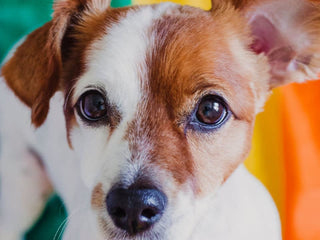 7 Ways to Celebrate Pride with Your Dog