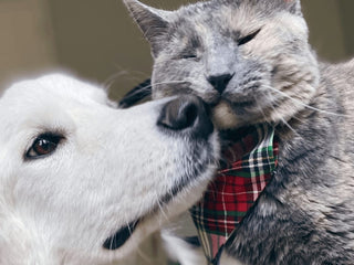How to Introduce a New Cat to Your Dog