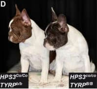 Embark for Breeders Dog DNA Test Includes Cocoa Trait