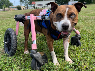 Dahlia Breaks Barriers In Canine Disability