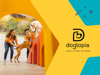 How to Choose a Dog Daycare That Keeps Your Pup Thriving