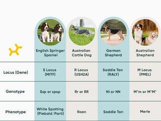 Decoding Coat Color Modifiers: White Spotting, Roaning, Saddle Tan, and Merle