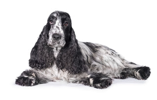 Dog DNA Testing Industry Report for Breeders
