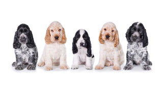 Planning Ahead for DNA Health Testing