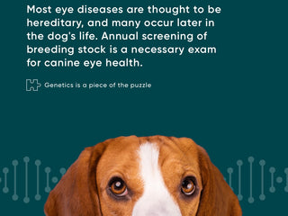 Canine Eye Screenings Explained
