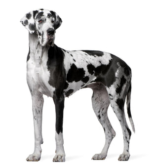 Genetic Health Testing for Great Danes