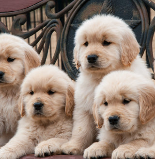 Embark Pair Predictor Includes Coat Color Calculator