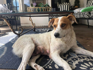 Celebrate Mother’s Day by Adopting a Mama Dog