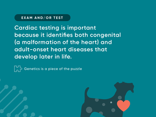 Canine Cardiac Testing Explained