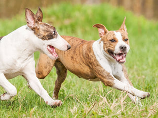 How to Introduce a Second Dog to Your Home