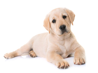 Genetic Health Testing for Labrador Retrievers