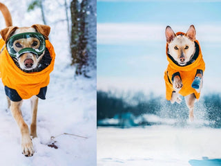 “Mason Mason” Rescues His Rescue Family