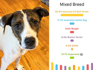 How One Illinois Dog Cheered Up a Neighborhood