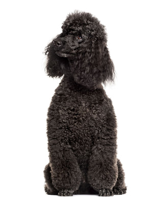 Genetic Health Testing for Standard Poodles