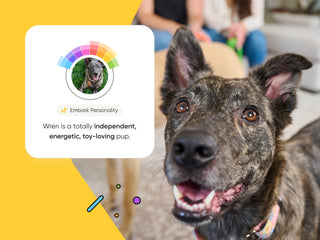 Meet the Personality Quiz: Your dog’s backstory, decoded