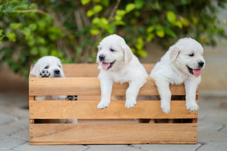 labrador retriever puppies