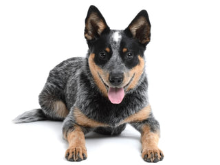 Embark’s Roaning Discovery