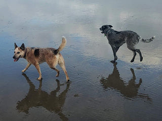 How Dog DNA Testing Shaped the Care of Two Pups