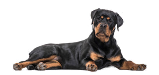 Genetic Health Testing for Rottweilers