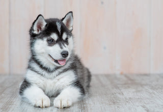 Genetic Health Testing for Siberian Huskies