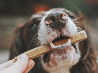 Can Dogs Eat Nuts?